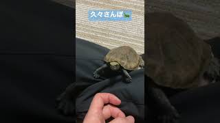 今日もお疲れ様　#イシガメ #cuteanimals #散歩