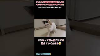 【岩手発】こうやって猫パンチを覚えていくんだな😆【保護猫】　#shorts   #保護猫   #子猫   #岩手