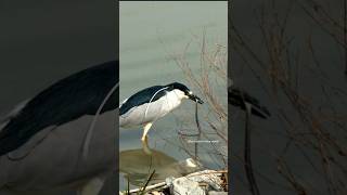 Yellow-crowned night heron eating snake #animals #birds