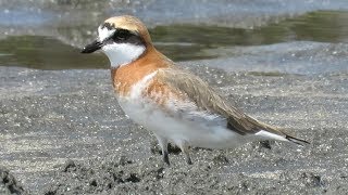 葛西・三番瀬・谷津　はしご探鳥 2019/05/02