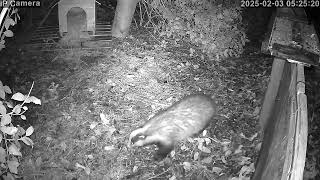 Badger getting active after a winter rest.