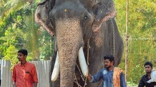 karnnan മംഗലാംകുന്ന് കർണ്ണൻ മാസ്സ് എൻട്രി 🥰😍 !mangalamkunnu karnan ! ആന  പ്രേമി ! Kerala elephants.