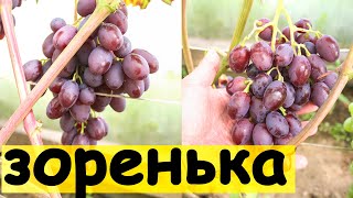 Г.Ф.  ЗОРЕНЬКА 🍇🍇🍇. ОБЗОР. БЕЛАРУСЬ 2023