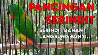 SERINDIT GACOR, PANCINGAN SERINDIT AGAR BUNYI, SRINDIT, SERINDIT JANTAN, SERINDIT BETINA