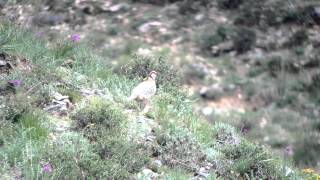 Rusty-necklaced Partridge / Przevalski's Partridge