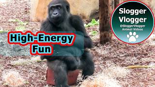 High Energy Gorilla Moments ZooParc de Beauval's Youngsters