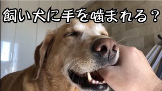 興奮しても決して父の手は噛まない優しいF1レトリバージェイク/Jake does not bite the owner's hand