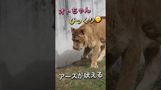 オトちゃんびっくりアースが吠える【驚かさないで👅】 #のんほいパーク #日本最高齢 #旭山動物園 #オト #レジェンド