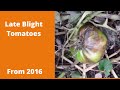 Late Blight on tomatoes