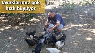 BAHÇEMİZİN SON HALİ VE TAVUKLARIMIZ NE DURUMDA