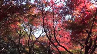 新宿御苑紅葉　Shinjuku Gyoen National Garden Autumn Leaves