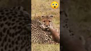 Cheetah और Leopard #shorts#animals #cheetah#leopard #wildlife#ytshort