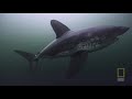 The Alaskan white shark documentary