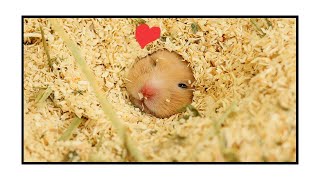 Why should Golden Hamster's bedding be high?