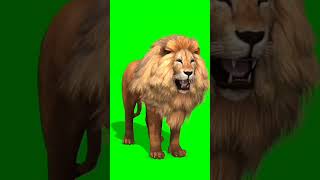 lion free green screen