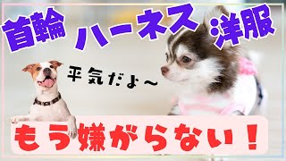 【犬 しつけ】首輪・ハーネス・洋服を嫌がるワンちゃんの為に。上手な慣らし方と苦手克服方法を教えます★