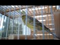 first canary singing after molting canary s training song 2023