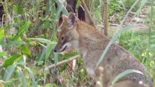 Golden jackal - תן זהוב