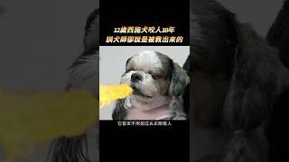 12歲西施犬咬人10年，訓犬師卻說是被教出來的，純屬自作自受#shorts