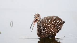 Limpkin Calling