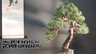 New Pine for my collecion