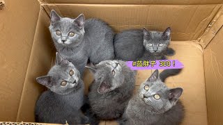 奇了怪了！这么漂亮的小蓝猫300一只竟然无人问津！