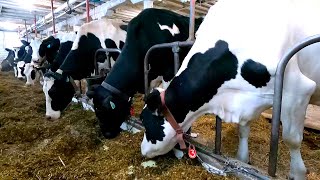 Farming On A Small Wisconsin Dairy Farm During The Winter! Milking, Feeding, and Caring For Cows!