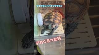 亀の成長が早すぎる #爬虫類 #ダイヤモンドバックテラピン