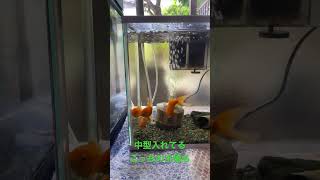 金魚かわいい。水が若干汚れてるからあとで掃除すべ