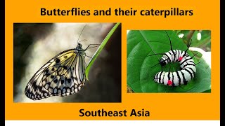 Butterflies and their caterpillars (Southeast Asia), part 2