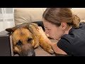 funny german shepherd reacts to cuddles and kisses cuteness overload