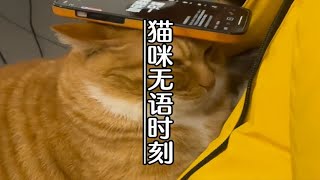 猫：我这辈子没这么无语过