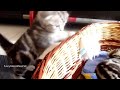 cutest scottish fold kitten fall