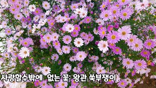 사랑스런 가을 야생화: 왕관쑥부쟁이(노지월동○,번식력○)