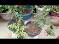 how to grow curry leaves plant from cuttings grow curry leaf from cutting