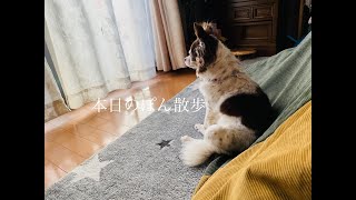 本日のお散歩動画（短め）花粉症のチワワです