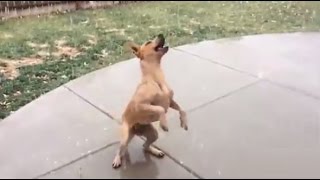 Dog Experiences First Snowfall