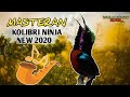 MASTERAN KOLIBRI NINJA TERBARU || Isian Mewah Kualitas Jernih