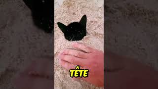 Que penses-tu du chat ? 😂