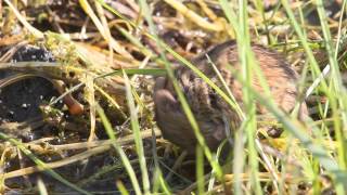 Striped Field Mouse (Apodemus agrarius) in Belarus 2013