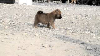 柴犬子犬赤柴雄ID:1507　2012.02.28生まれ　2012.04.10撮影 柴犬.net  shiba inu