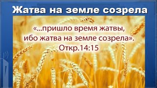 ПРИШЛО ВРЕМЯ ЖАТВЫ! Жатва на земле созрела.