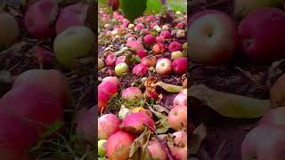 Ratusan buah apel ini berjatuhan dan membusuk begitu saja #shorts #shortvideo