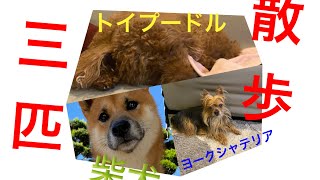 【喧嘩勃発？】柴犬　源　ムカデ競走のように三匹でお散歩してます。