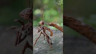 unique leaf type insect // rare to see all the time #factrn