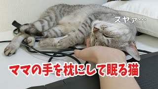 ママの手を枕にして眠る猫が可愛い…！