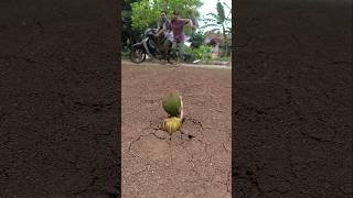 saat mau pulang,wanita dan pria ini kaget melihat mangga aneh #shorts #prank