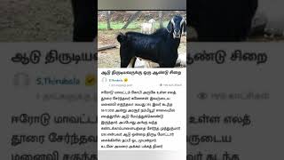 ஆடு  திருடினால்  சிறை  தண்டனை/don't  theif  goat #erodepannaisamayal