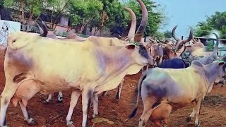 20 milk capacity kankrej kunj kankrej cow कुंज कांकरेज गाय kutch Gujarat