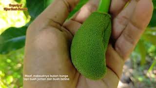 Nangka rontok!! Ternyata ini penyebab nangka rontok dan cara mengatasinya